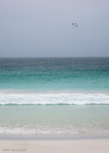 Gannet at Luskentyre (1)