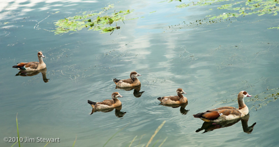 Egyptian Geese