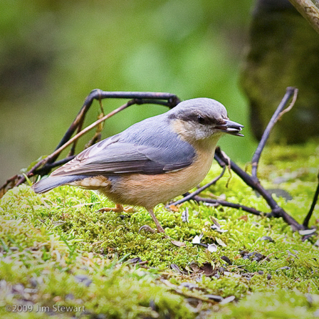 Nuthatch (that's nut-hatch, not nu-thatch, dummy)