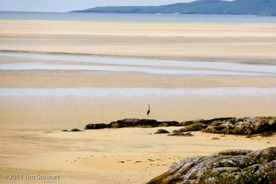 Heron at Luskentyre