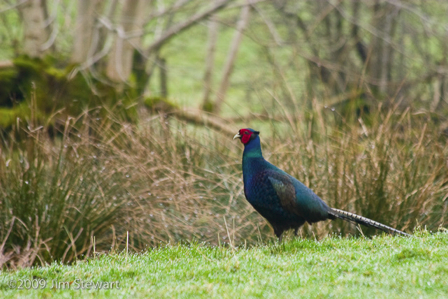 Pheasant