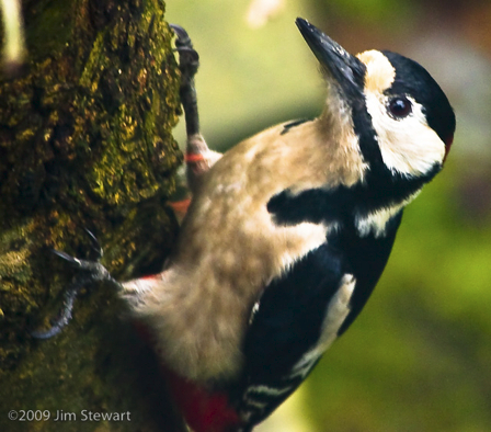 Greater Spotted Woodpecker