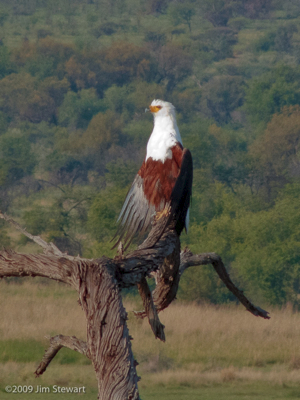 Fish Eagle, Pilanesberg National Park, 26th Nov 2009