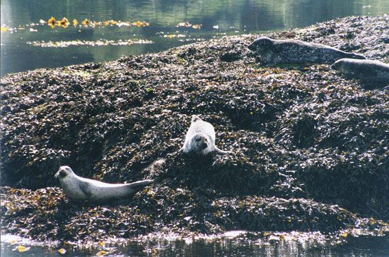 seals in loch linnhe#8216b.jpg
