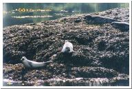 Seals in Loch Linnhe/ ©Peter Wareham 2002.jpg